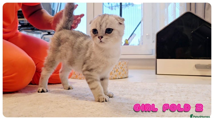 Scottish Fold cats - Advert 9