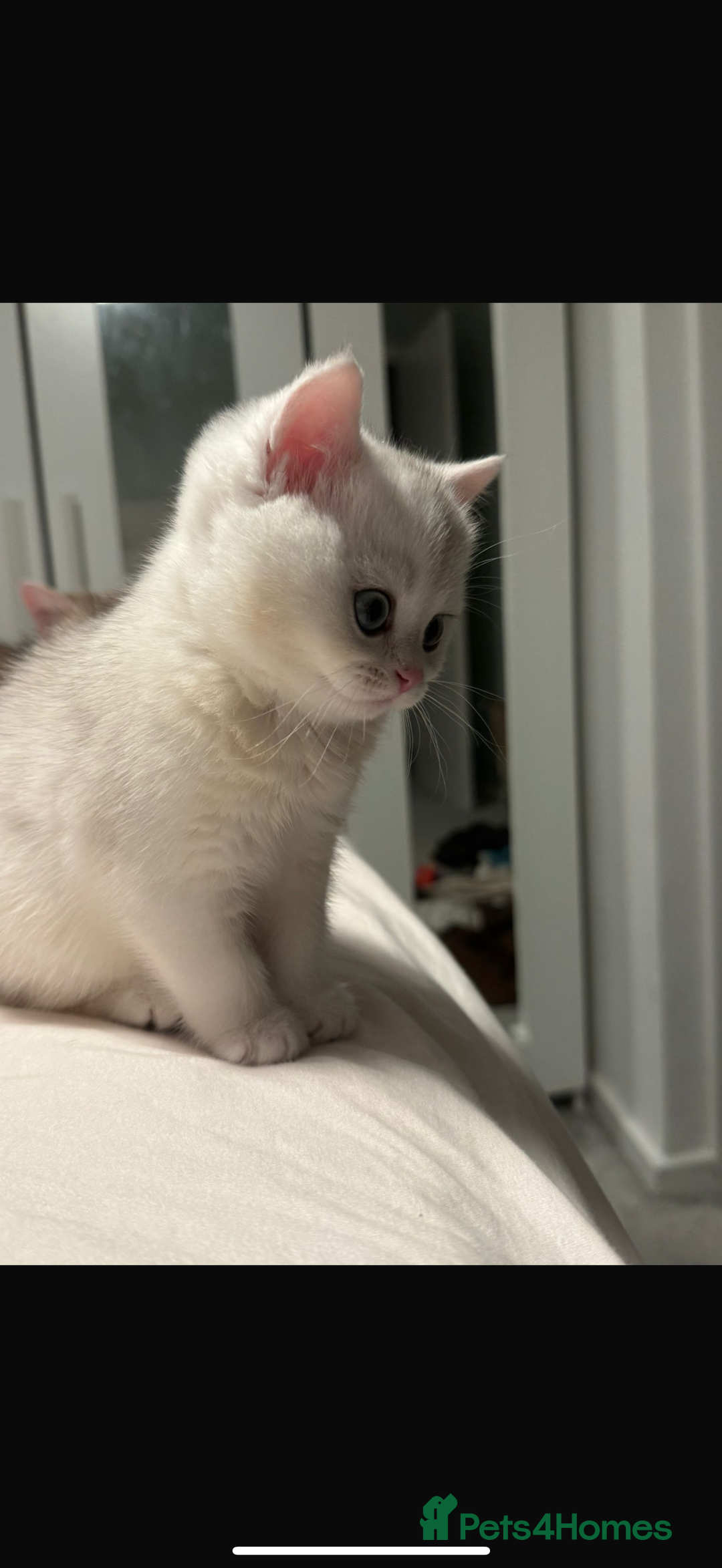 British Shorthair cats for sale: STUNNING GCCF BRITISH SHORTHAIR😍😍 - Advert 3