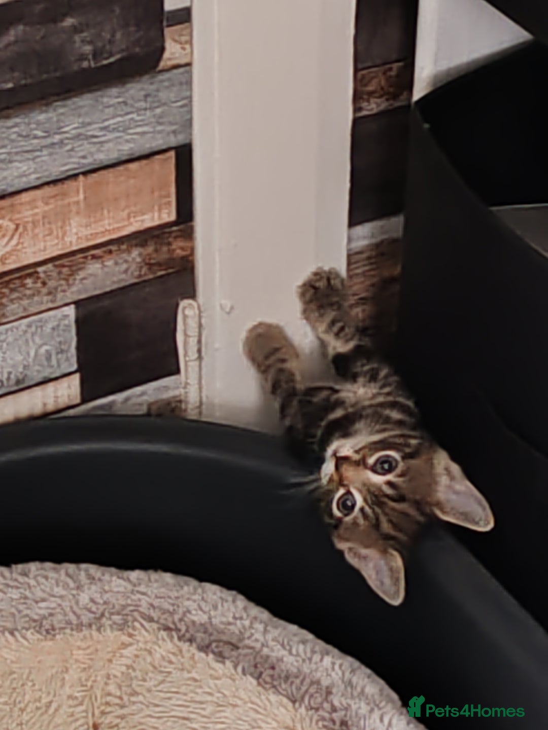 Mixed Breed cats for sale: Ch417dp  - Image 14