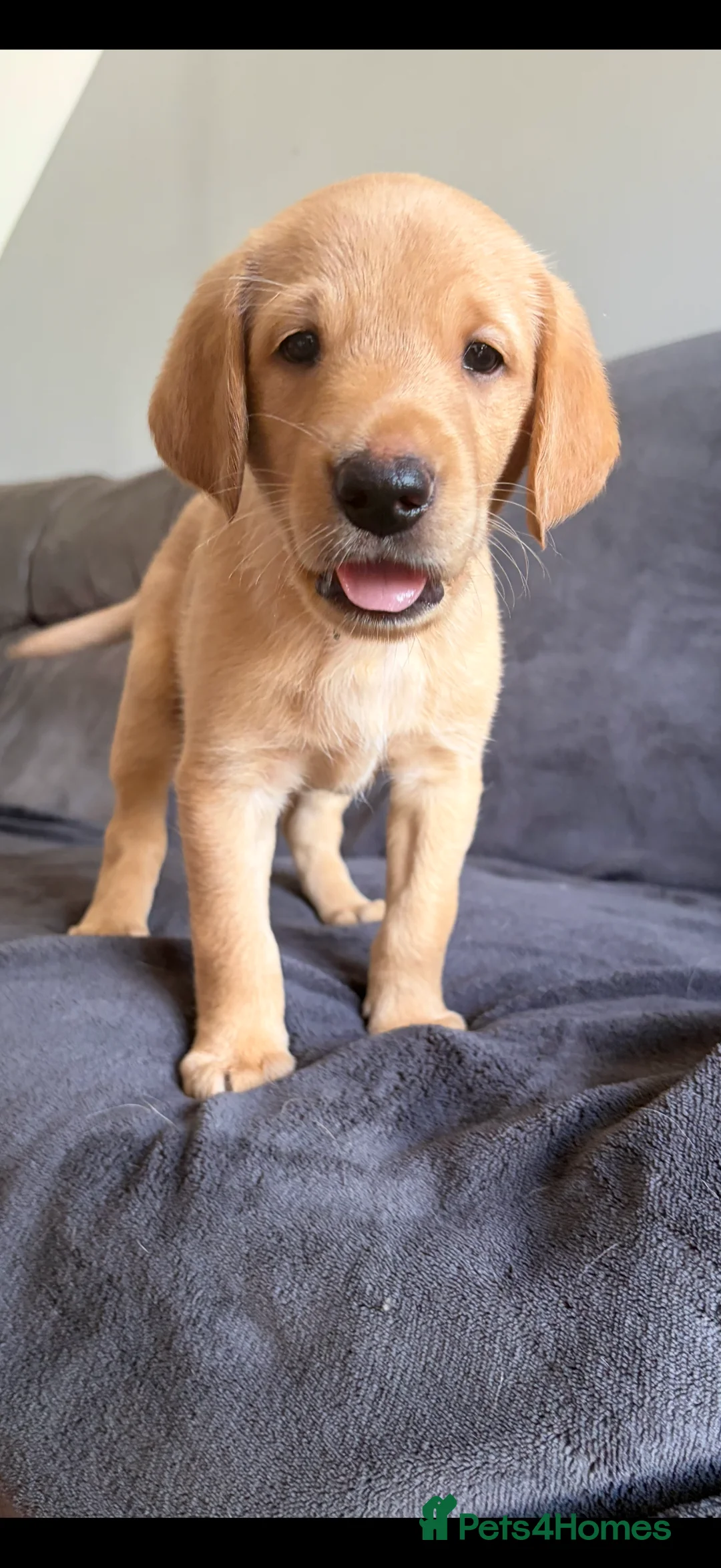 Labrador Retriever dogs for sale: FTCH KC Registered  - Advert 2