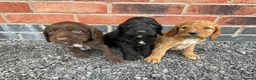 Cockapoo dogs for sale: cockapoo puppies - Advert 21