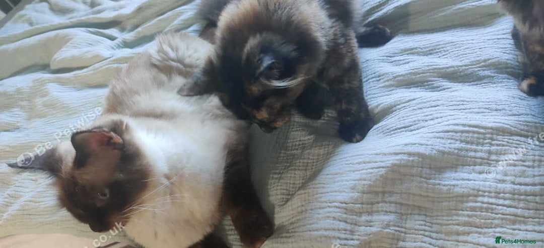 Maine Coon cats for sale: Adorable Maine Coon x Ragdoll Kittens - Image 10