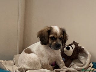 Mixed Breed dogs - Advert 2