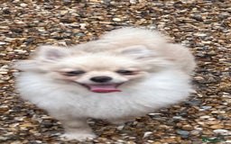 Pomeranian dogs for sale: Beautiful Pomeranian  - Image 2