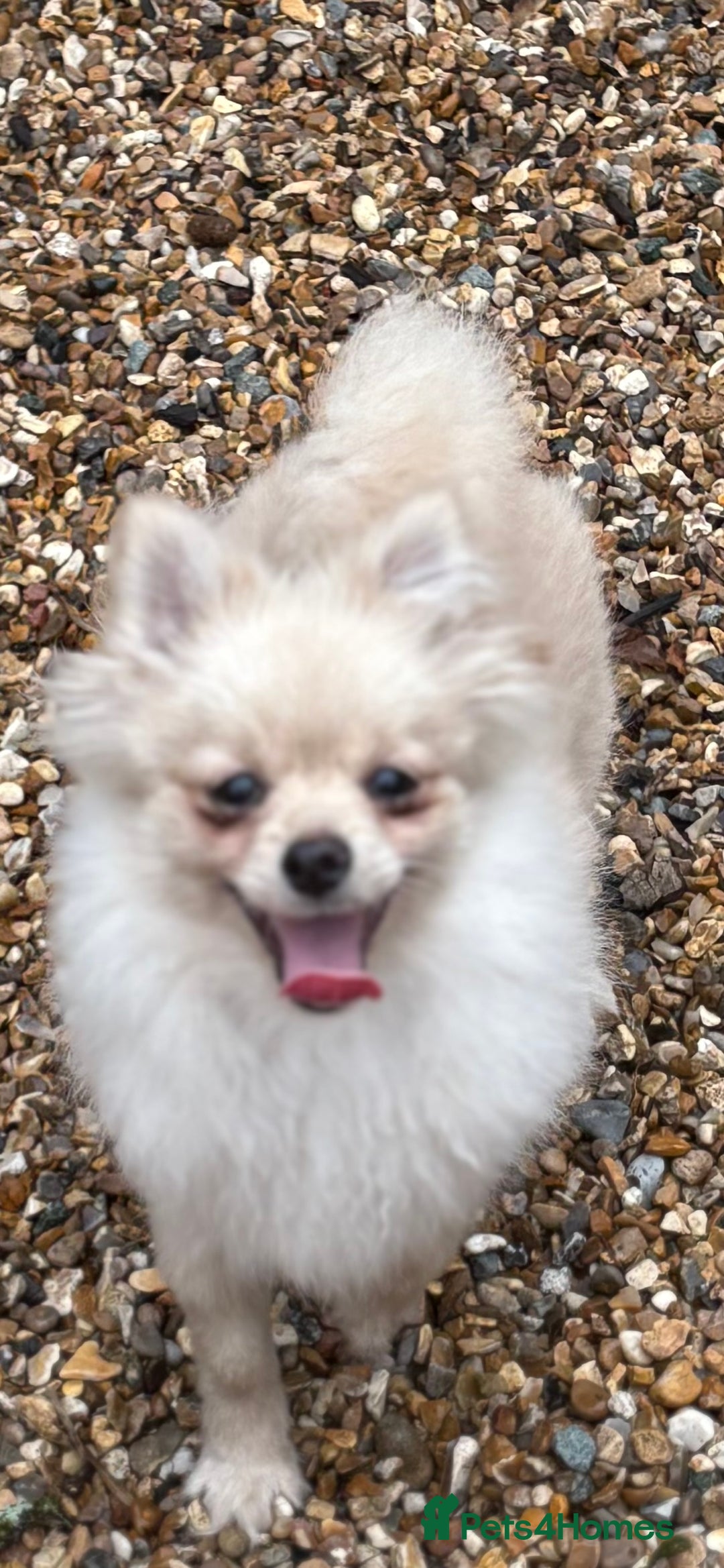 Pomeranian dogs for sale: Beautiful Pomeranian  - Image 2