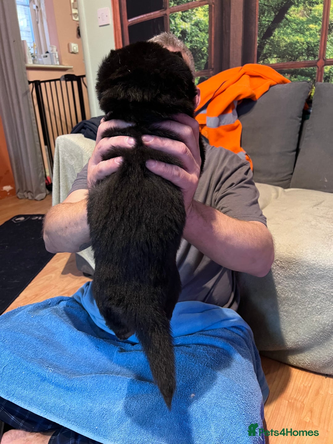 German Shepherd dogs for sale: German shepherd puppies - Image 17