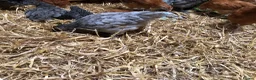 Chickens poultry for sale: Happy healthy pullets. - Advert 6