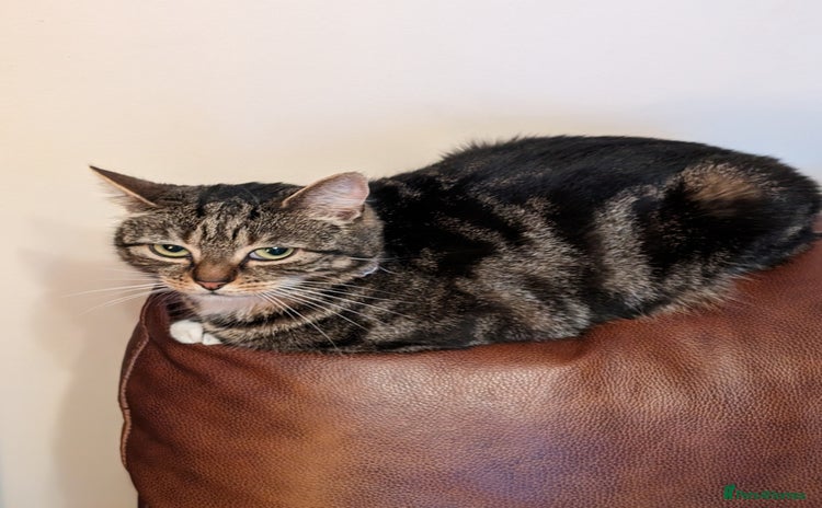 Domestic Shorthair cats - Advert 1