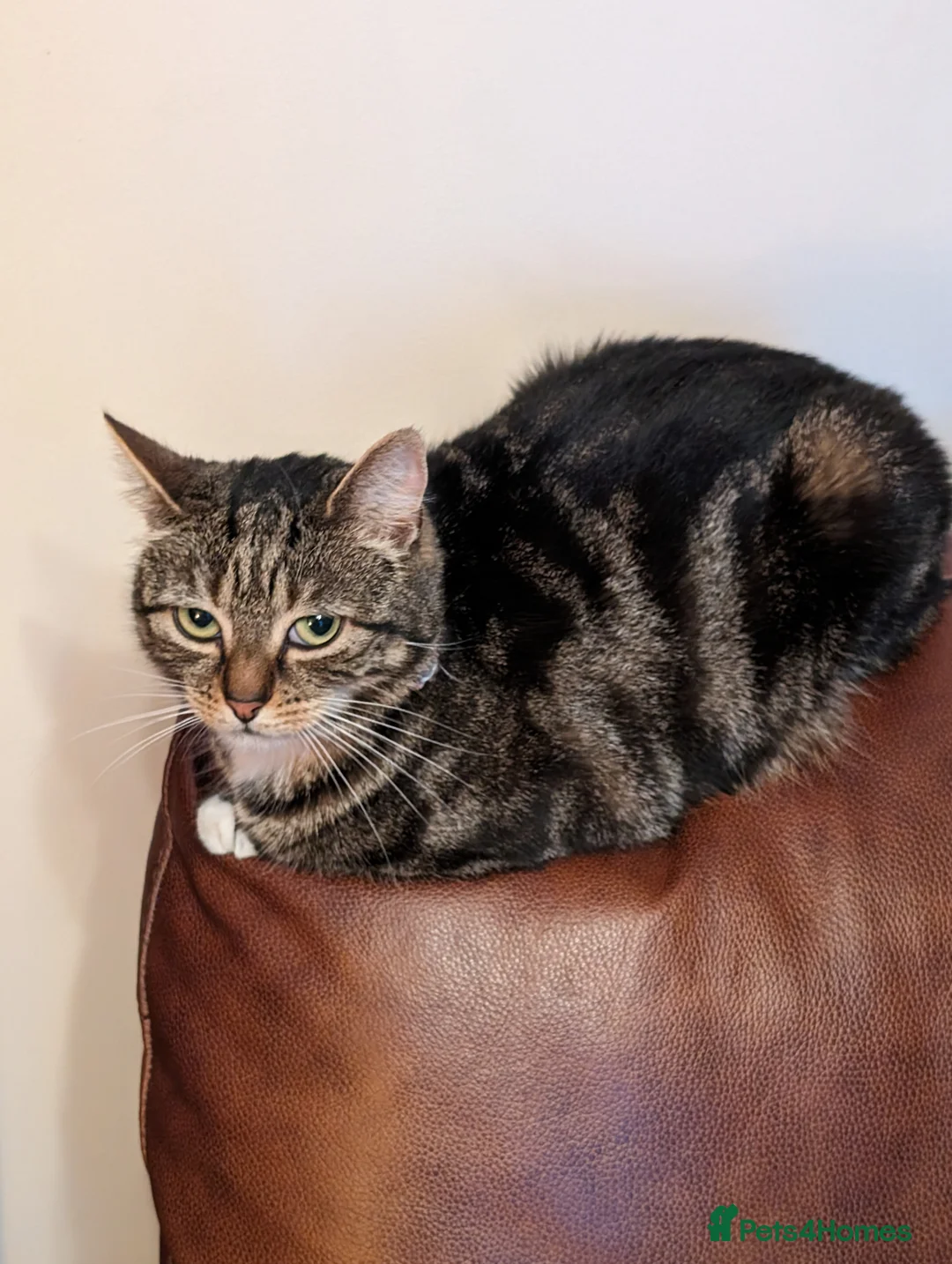 Domestic Shorthair cats for sale: Miss gypsy - Advert 1