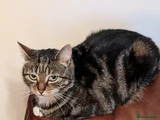 Domestic Shorthair cats Miss gypsy - Advert 22