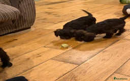 Cockapoo dogs for sale: Beautiful litter of chocolate cockapoo puppies  - Advert 16