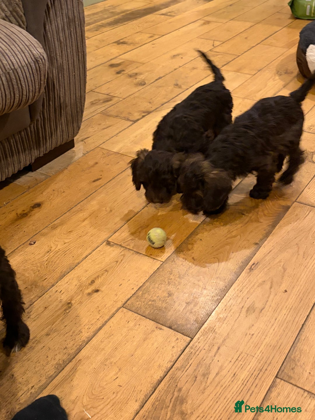 Cockapoo dogs for sale: Beautiful litter of chocolate cockapoo puppies  - Advert 16