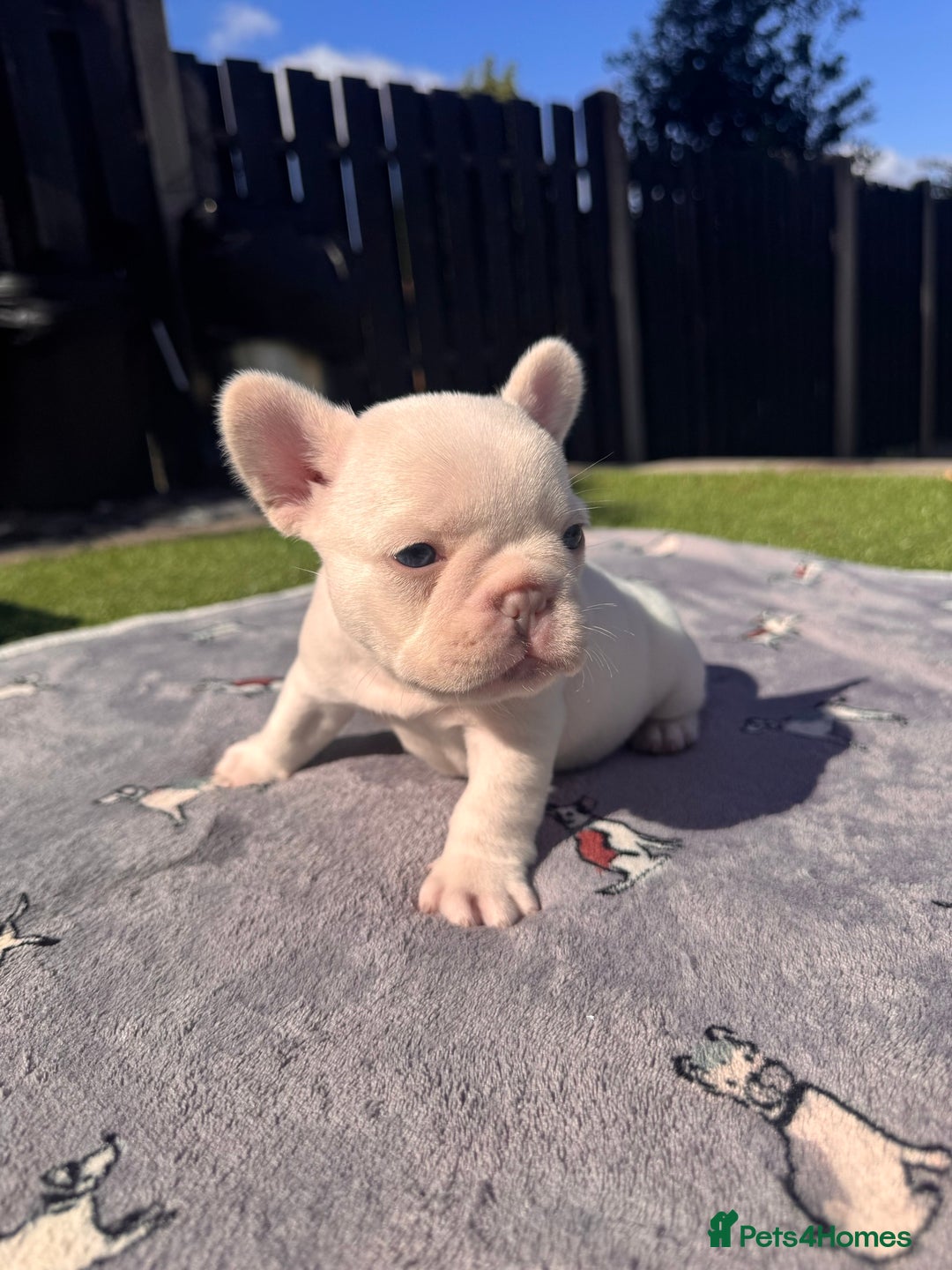 French Bulldog dogs for sale: KC FRENCH BULLDOG PUPPIES - READY NOW - Image 22