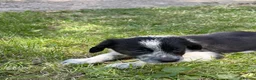 Border Collie dogs for sale: Border collie puppies  - Advert 22