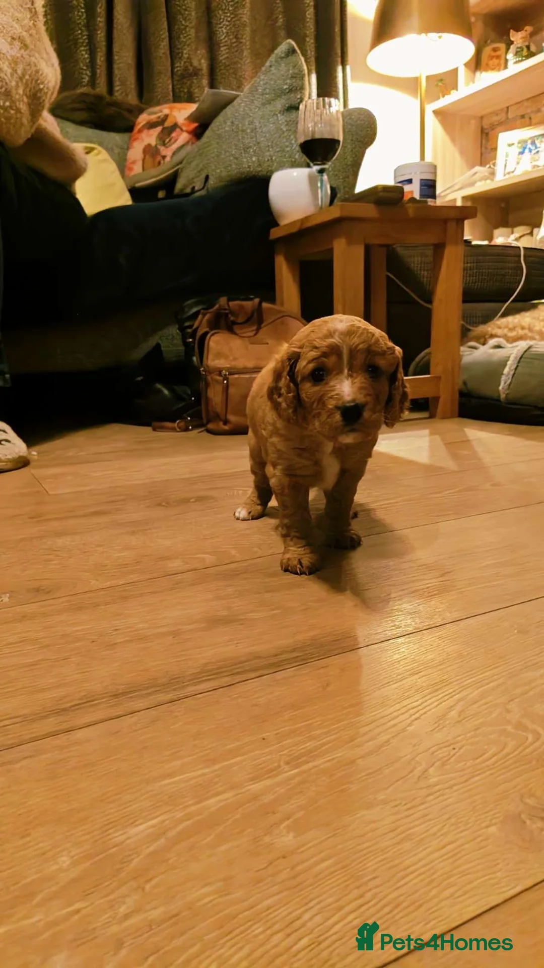 Mixed Breed dogs for sale: gorgeous cockacavapoochon for sale!! - Advert 7