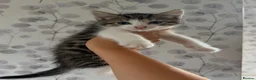 Mixed Breed cats for sale: Beautiful Fluffy Calico kittens in Wellingborough - Advert 9