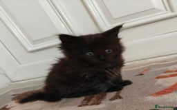 Maine Coon cats for sale:  Adorable Ragdoll x Maine Coon Kittens  - Image 12