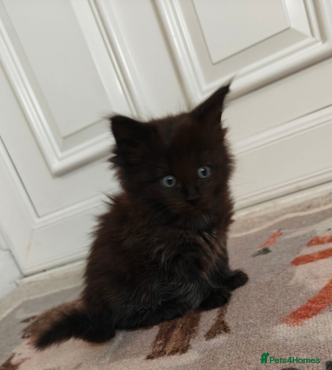 Maine Coon cats for sale:  Adorable Ragdoll x Maine Coon Kittens  - Image 12