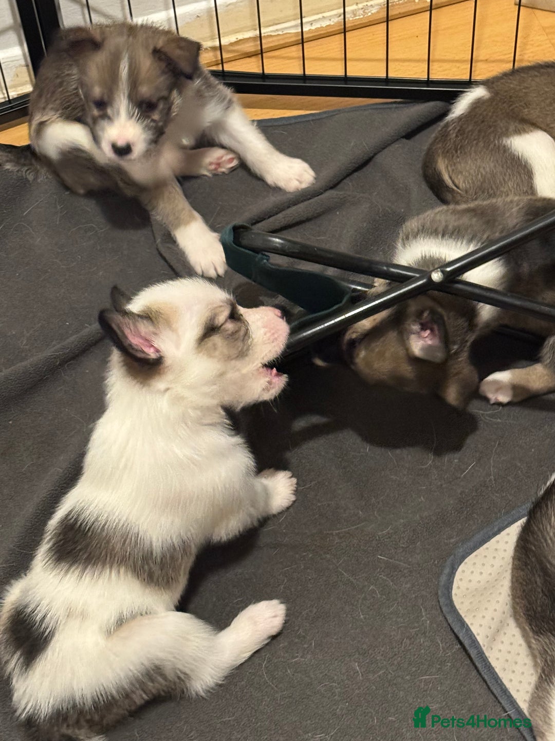 Mixed Breed dogs for sale: Siberian Husky X Staff/Lhasa Apso. Only 2 left!!  - Image 24