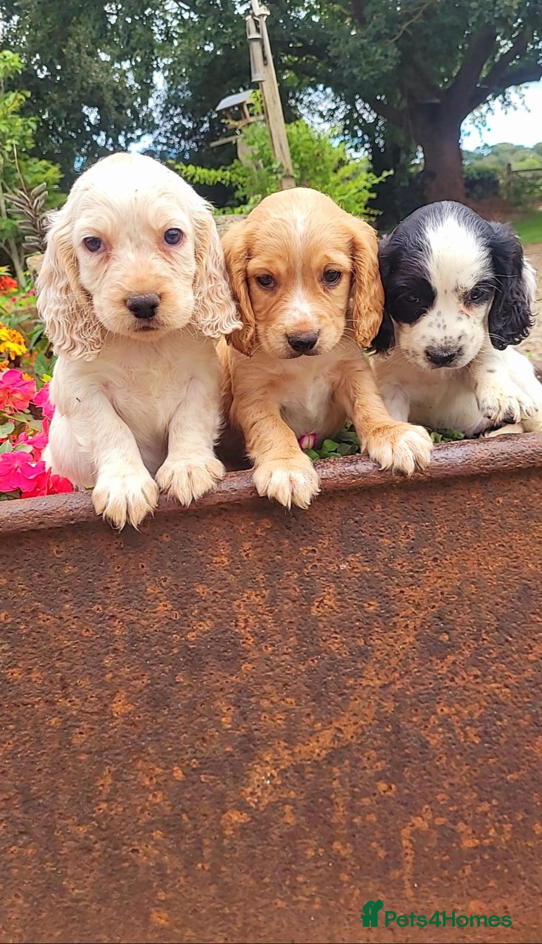 Cocker Spaniel dogs for sale: Stunning cocker spaniel puppies - Image 4