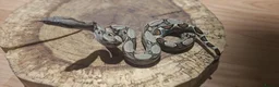 Snake reptiles for sale: Red tail Boa - Advert 2
