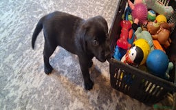 Labrador Retriever dogs for sale: Beautiful black Labrador puppies  - Image 4