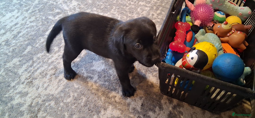Labrador Retriever dogs for sale: Beautiful black Labrador puppies  - Image 4