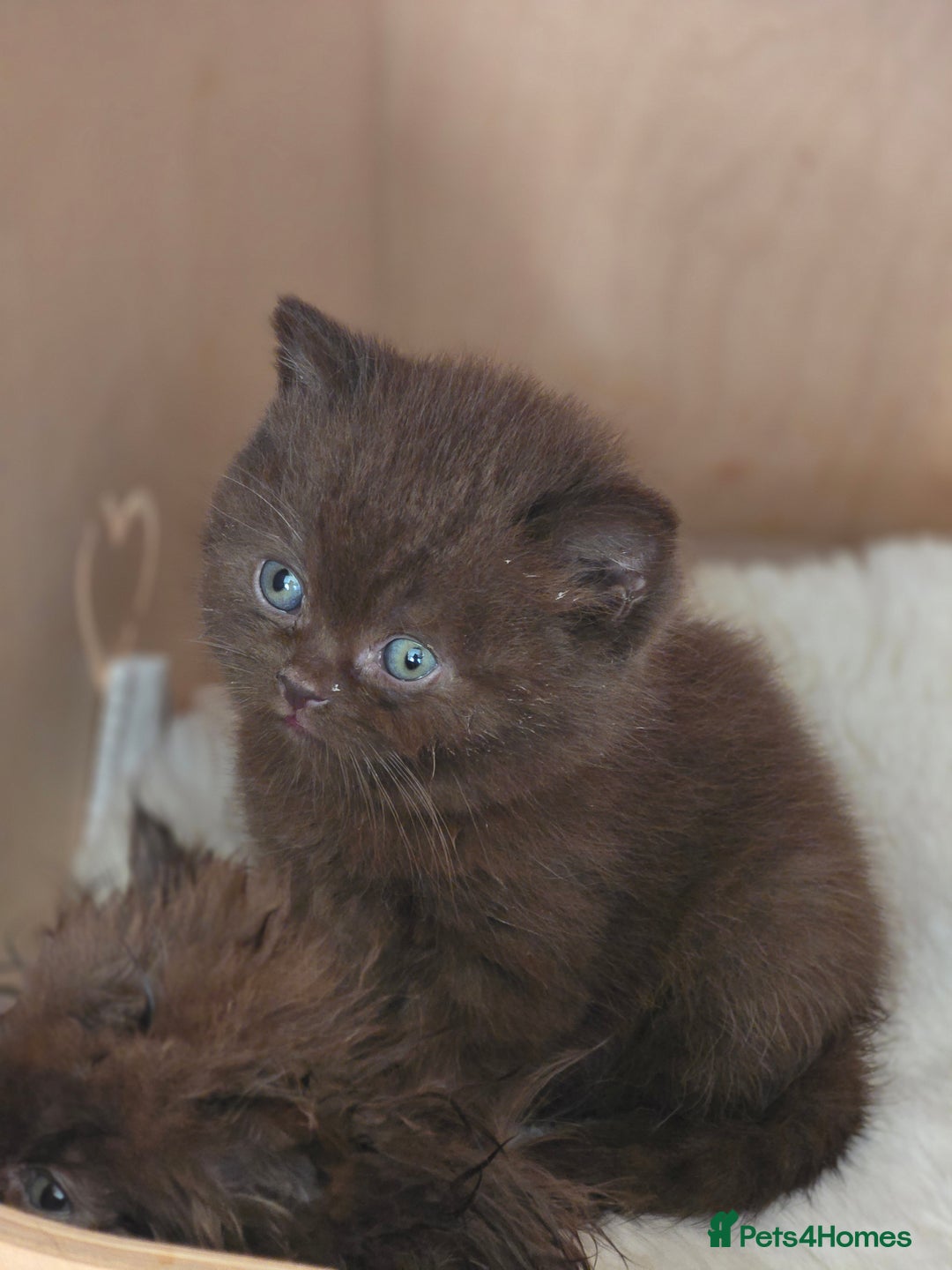 British Shorthair cats for sale: GCCF Chocolate British Shorthair kittens  - Image 10