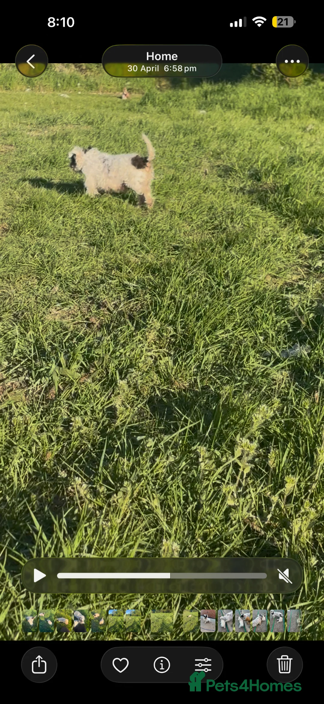 Maltese dogs for sale: maltese girl  - Advert 4