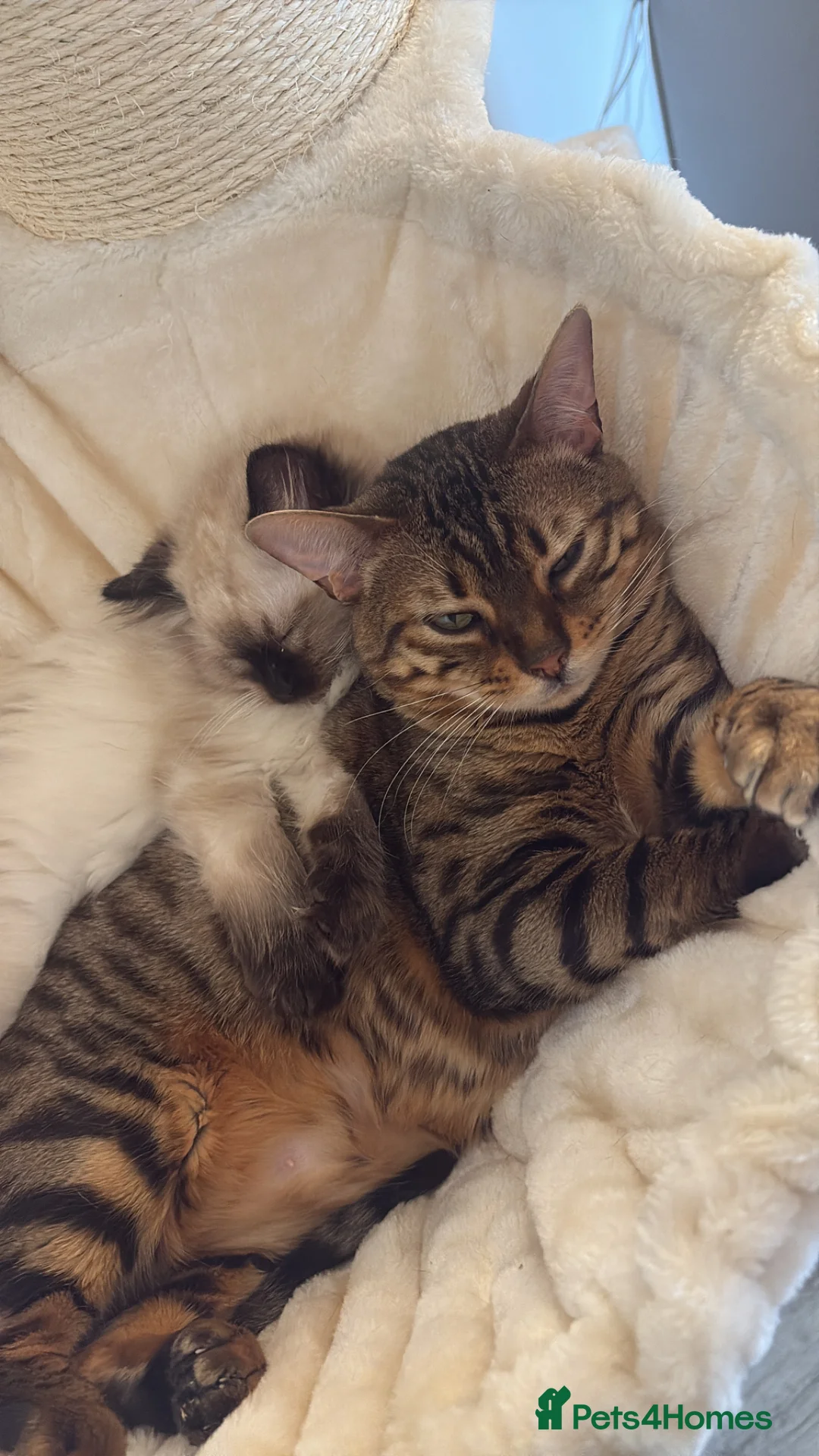 Ragdoll cats for sale: Ragdoll kitten male READY TO LEAVE - Advert 10