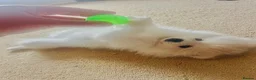 Pomeranian dogs for sale: Adorable little pom-poms looking new parents - Advert 2