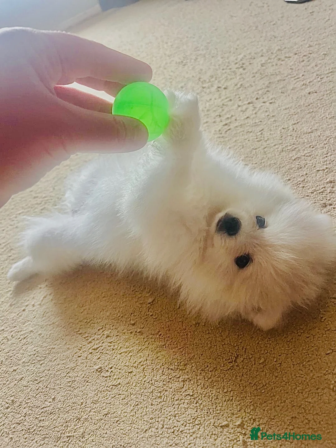 Pomeranian dogs for sale: Adorable little pom-poms looking new parents - Advert 2