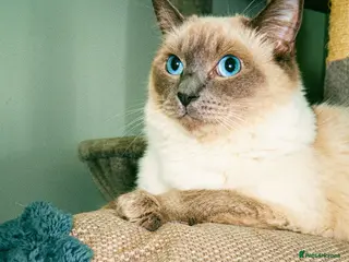 Ragdoll cats 5 beautiful ragdoll kittens - Advert 1