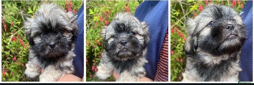 Mixed Breed dogs MALSHI-POOS -LOVELY FAMILY PET /COMPANION DOGS - Advert 2