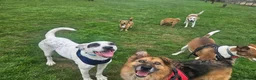 Mixed Breed dogs for adoption: Flipper for adoption in London - Advert 8