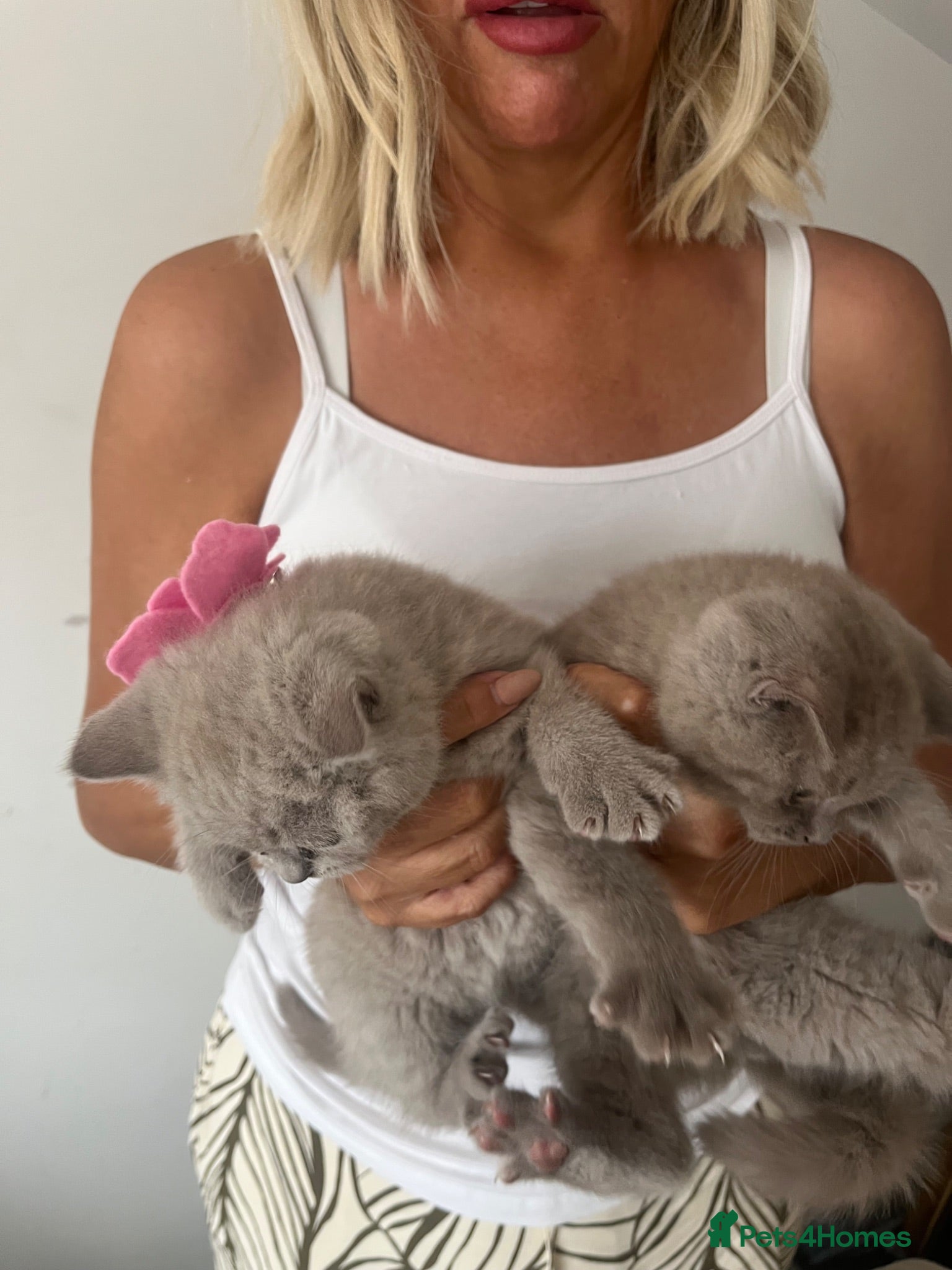 British Shorthair cats Lilac British shorthair kittens for sale ready now - Advert 10