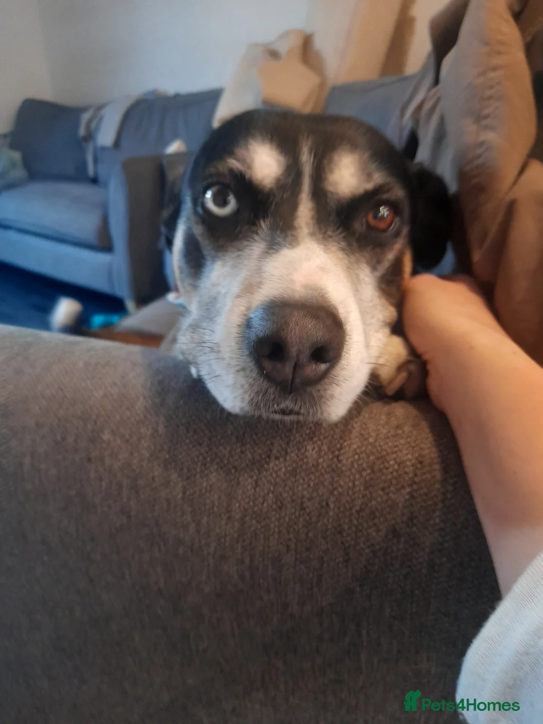 Mixed Breed dogs for sale: Hollie in Pershore - Advert 4