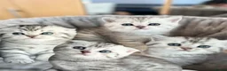 Scottish Fold cats for sale: 4 Pedigree Scottish Fold/Straight Kittens - Advert 5