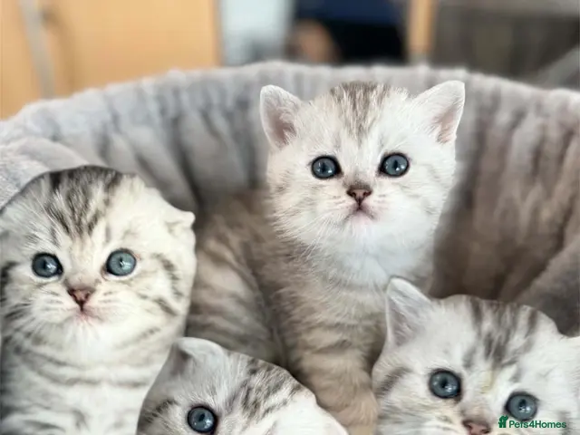 Scottish Fold cats ALL RESERVED - Advert 3