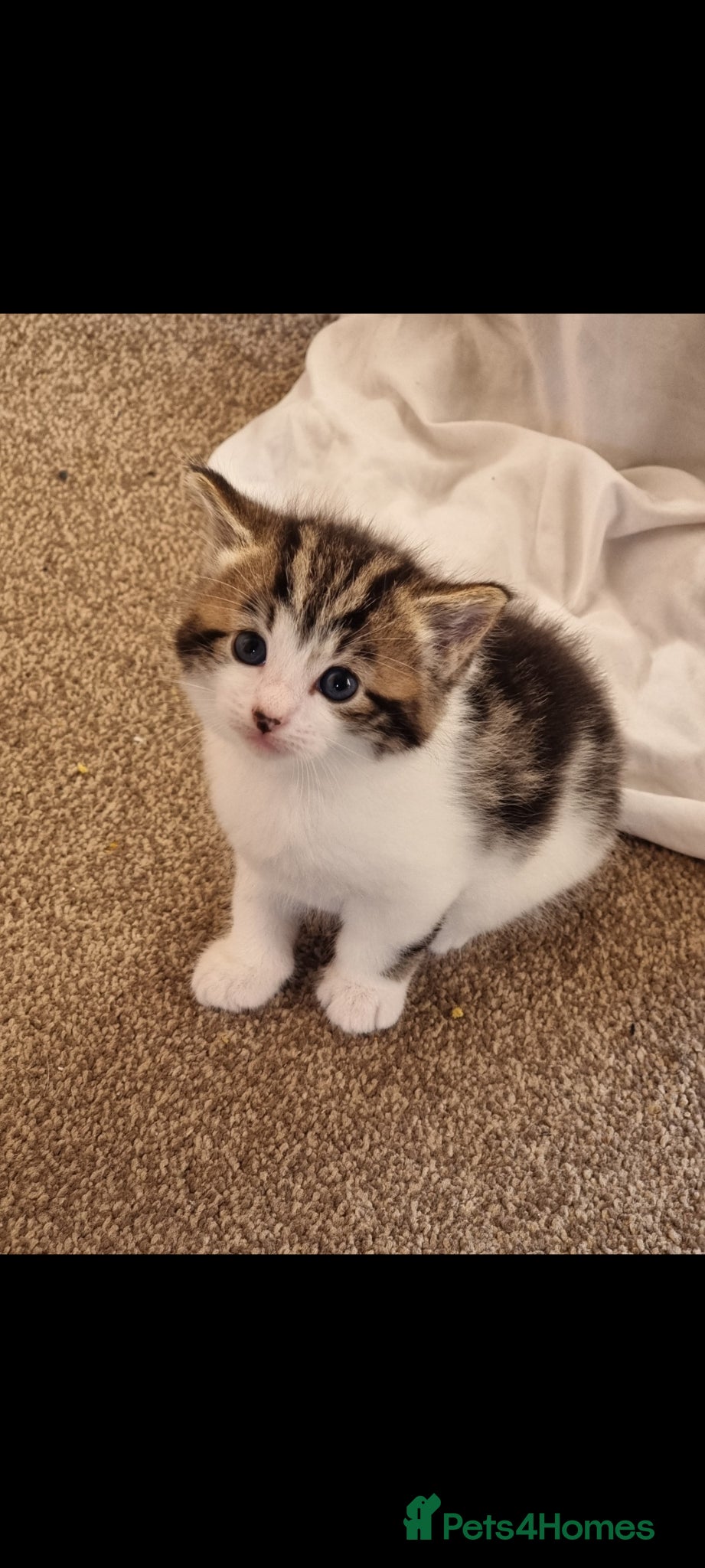 Mixed Breed cats Adorable kittens - Advert 1