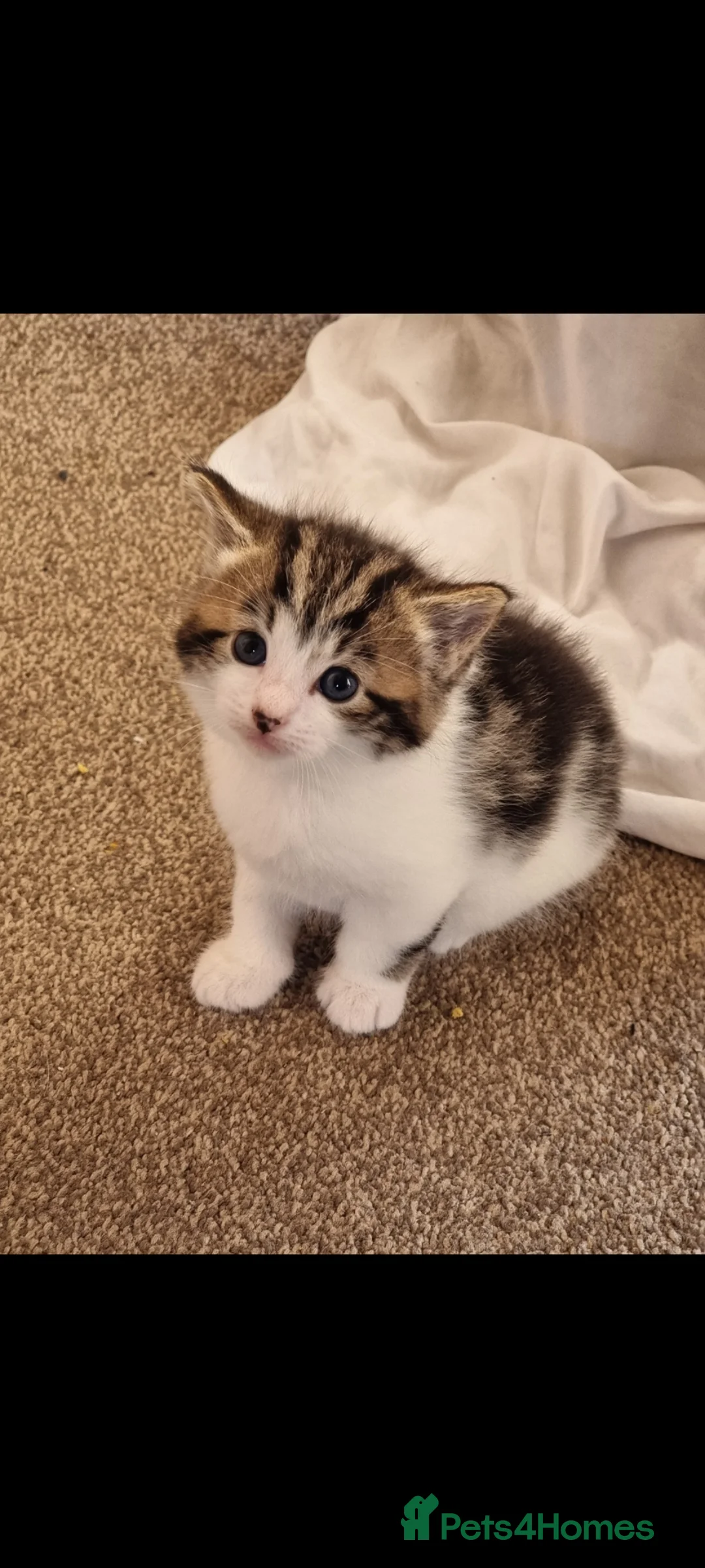 Mixed Breed cats for sale: Adorable kittens - Advert 1