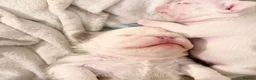 French Bulldog dogs for sale: Two caramel pink husky frenchies  - Advert 15