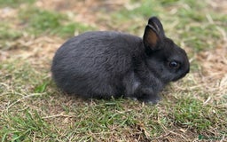 Netherland Dwarf rabbits for sale: Trio Netherland Dwarf Boys - Image 7
