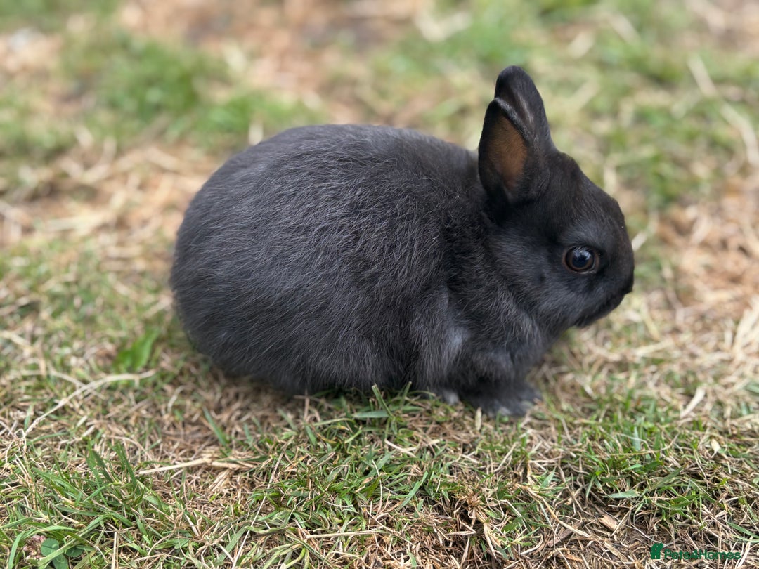 Netherland Dwarf rabbits for sale: Trio Netherland Dwarf Boys - Image 7