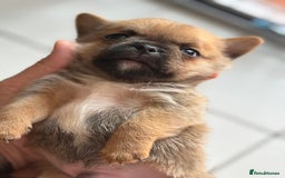 Mixed Breed dogs for sale: 6 beautiful puppies for sale, 3 female and 3 male - Image 11