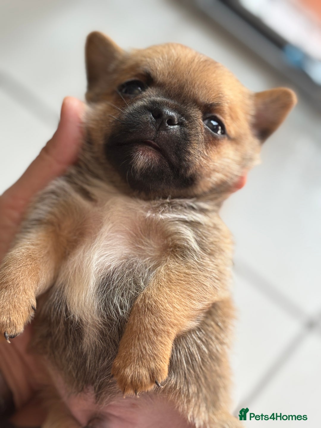 Mixed Breed dogs for sale: 6 beautiful puppies for sale, 3 female and 3 male - Image 11
