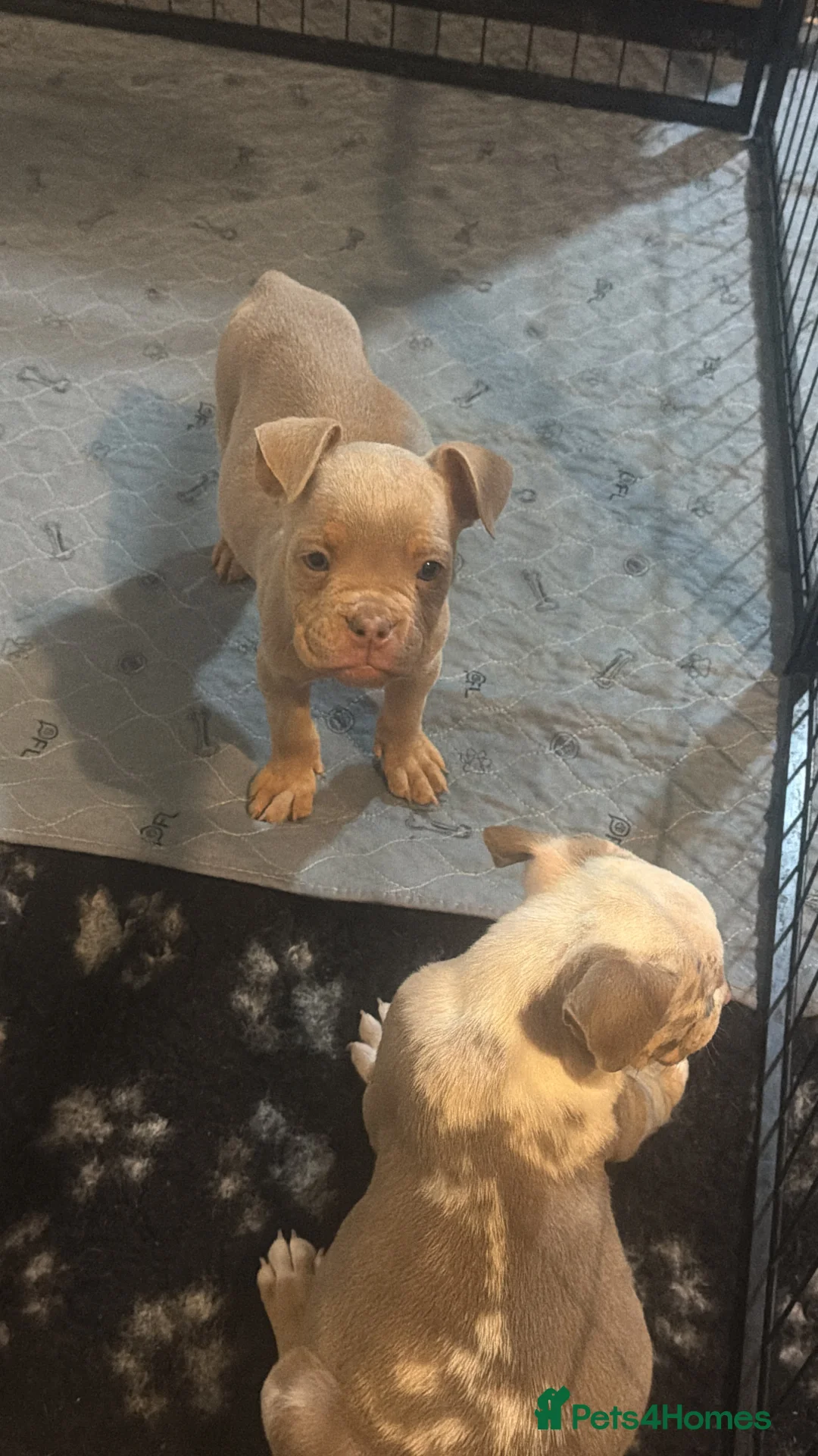 Olde English Bulldogge dogs for sale: Stunning puppies - Advert 2