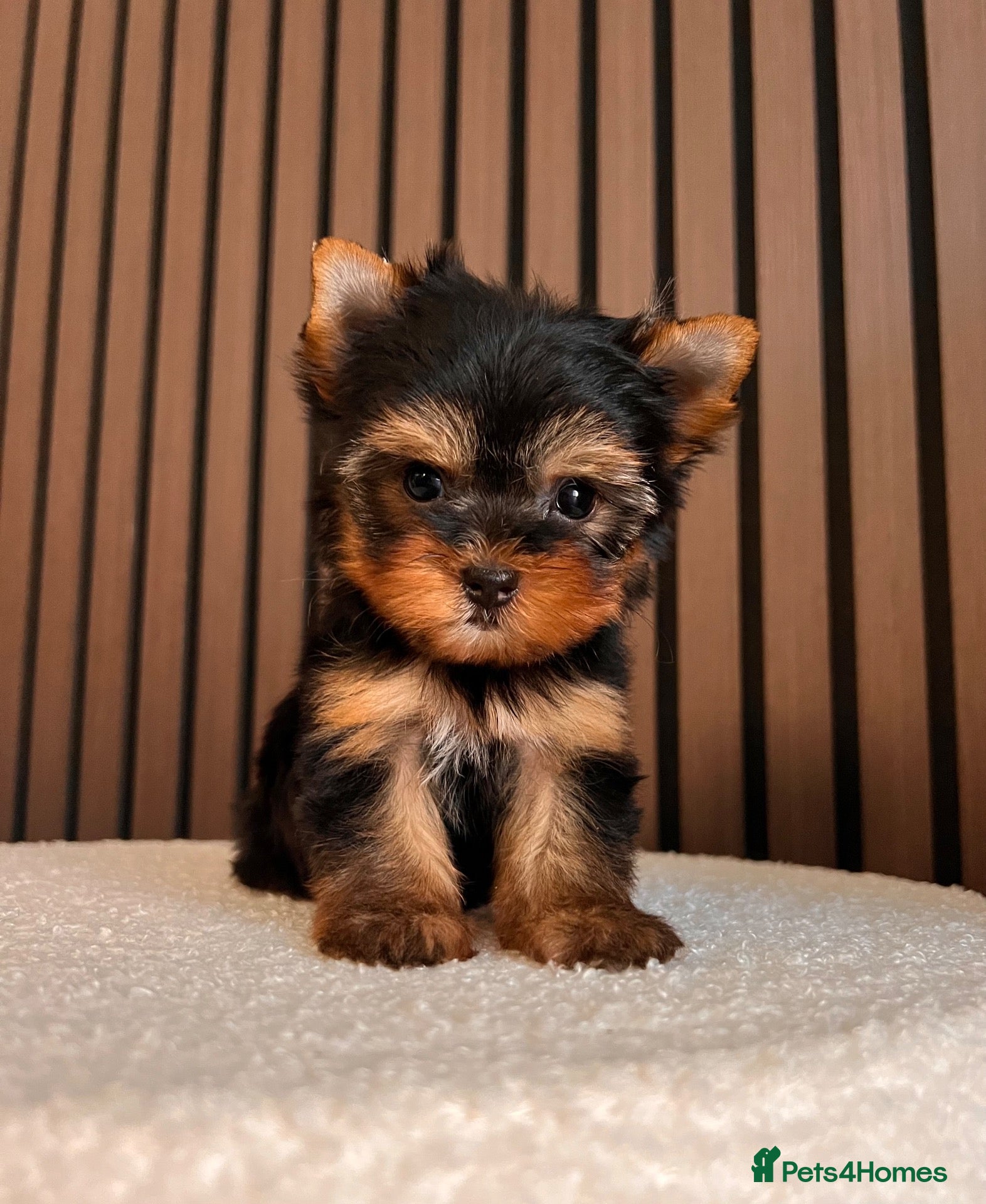 Yorkshire Terrier dogs 🌸 Very Tiny Yorkshire Terrier Girl – Ready Now 🌸 - Advert 3