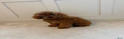 Cavapoo dogs for sale: F1 Red Cavapoo puppies ( health tested) - Advert 25