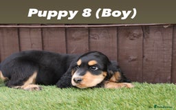 Cocker Spaniel dogs for sale: Exceptional litter of show type cocker spaniels - Image 9